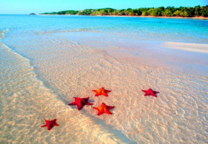 beach, sea, star, sun, sunshine, water
