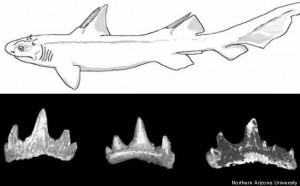 Prehistoric Shark Teeth