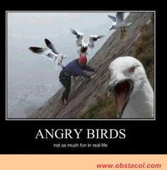 QUOTES ABOUT BIRDS | real life quotes true story quotes tumblr funny ...