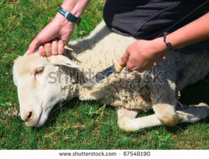 man kills a sheep for a fact that would make dinner - stock photo