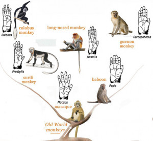 Primatology Palm Reading...