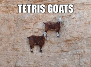 Funny Goat Pictures (50 Awesome Images)