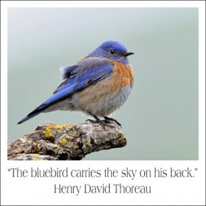The bluebird carries the sky on his back.