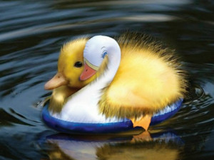 Duck Duckling How Cute That Animals Ducks HD Wallpaper
