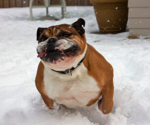 funny_animals_derpy_bulldog_in_the_snow.png
