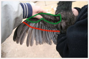 clipping wing feathers to stop flying?