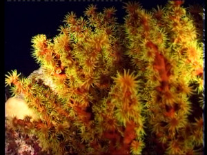 SD Underwater Shot Plant Maldives Stock Video 110 895 399