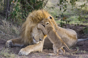 ... pictures of a lion cub meeting his father for the first time