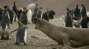 funny and wild animals with sayings