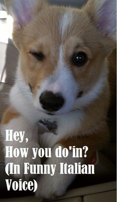 Funny Corgi Pictures With Captions