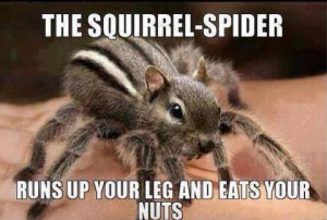 Squirrel Spider