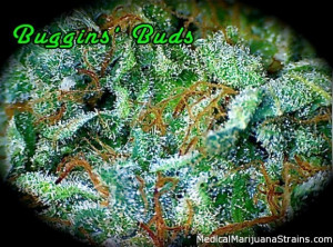 Romulan Weed Romulan