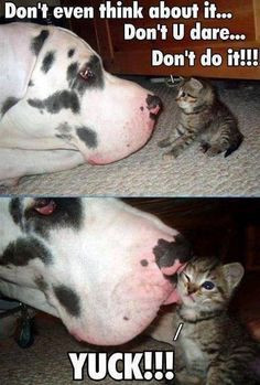 Great Danes, Cat, Friends, Animal Baby, Pets, A Kisses, Baby Animal ...