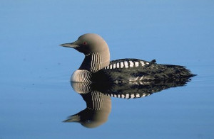 Anwr Loon Alaska Travel Photos