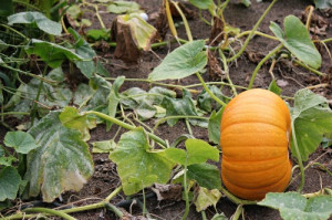 Growing Pumpkins In Containers