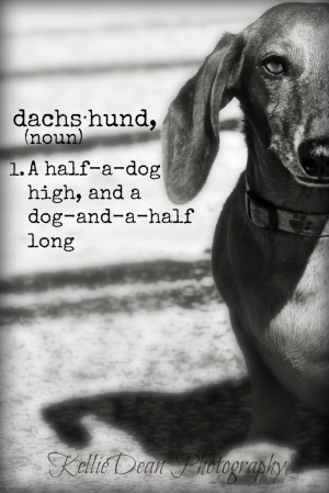 Weenie Dogs, Dachshund Dog Doxie, So True, Weiner Dogs, Pets Quotes ...