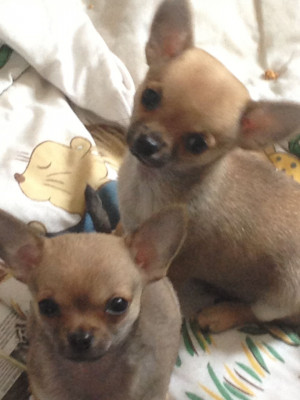 Beautiful Tiny Male Chihuahua Puppies