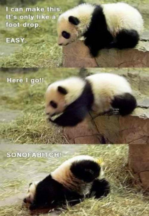 animals, cute, funny, panda