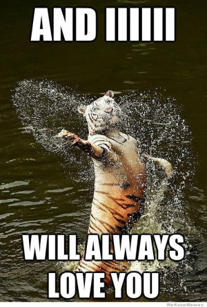 Romantic water tiger – meme