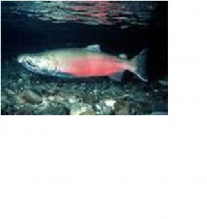 salmon Images