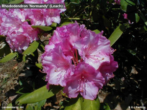 Rhododendron 39 Normandy 39 Leach in Londonderry NH