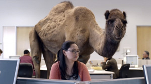 geico-camel-hump-day.jpg