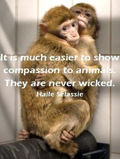 Animal quotes and animals lovers' quotes on Pinterest | Animal Quotes ...