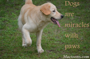 The Love of A Canine – Inspirational Quotes about Dogs: Dog Image ...