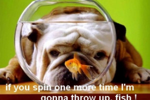 funny bulldog and fish tank funny bulldog and fish tank