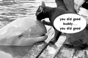 Cat And Dolphin Kissing
