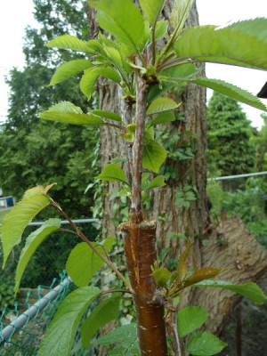 Thoughts Potatoes...