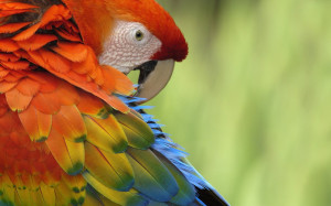 Colorful Parrot Widescreen HD Wallpaper