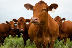 BEEF CATTLE READY FOR EXPORT