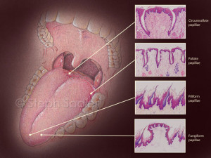 ulcers on tongue