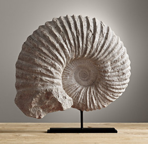 Cast Ammonite Fossil