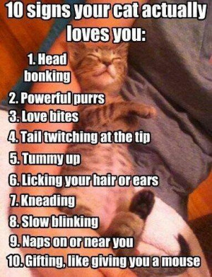 10 signs your cat actually loves you