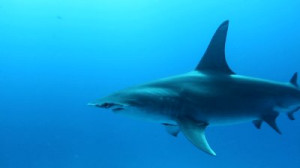 ... hammerhead-shark-sphyrna-mokarran-is-the-largest-species-of-hammerhead