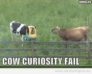 Funny Pictures - Cow Curiosity