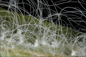 The Nymph Giant Shield Bug