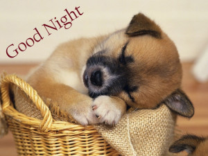 Cute Puppy Saying Good Night Sweet Dreams Image
