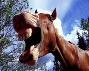 horse_teeth