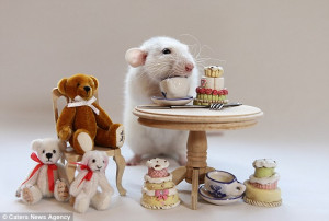 Adorable: This rat settles down with some cuddly friends for afternoon ...