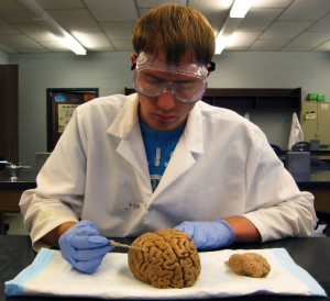 neuroscience career paths