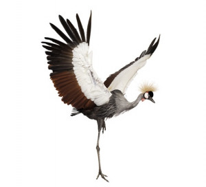 ANDREW ZUCKERMAN ‘BIRD’