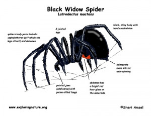 Black Widows facts 10 Interesting Black Widows Facts