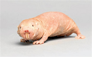 The naked mole rat is native to east Africa and is also known as a ...