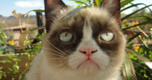 grumpy cat quotes wallpapers hd picture