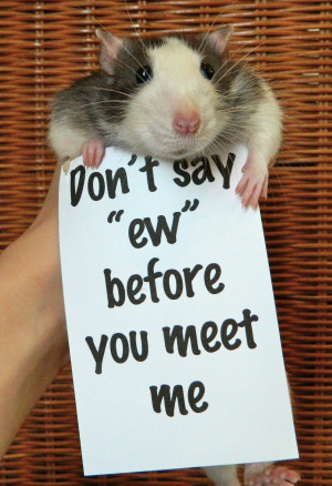 ... rats rodents protest signs pet rats fancy rats cute rodents ratvocats