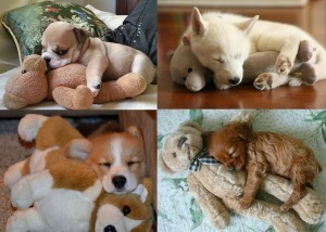 puppies-cuddling-with-stuffed-animals-CO-300x214.jpg