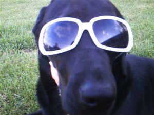 Related Pictures funny dogs wearing sun glasses